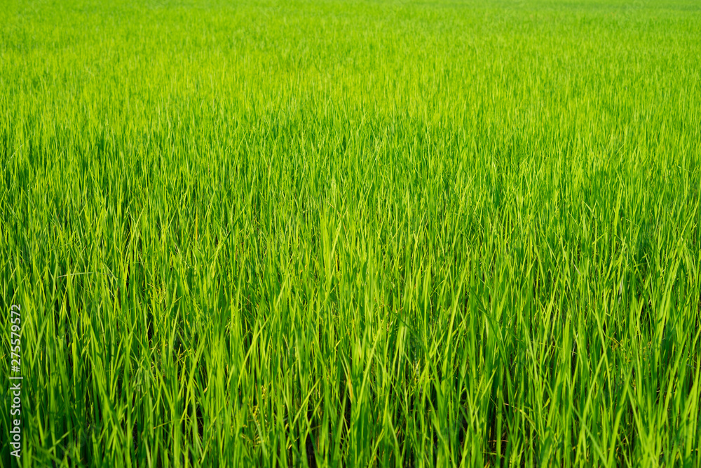 The light that falls splash of green fields