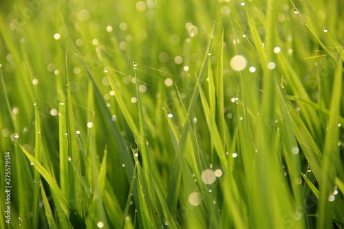 Dew drop on rice field in the morning with beautiful sunshine.