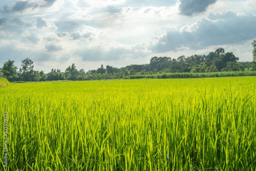 Fototapeta premium The light that falls splash of green fields