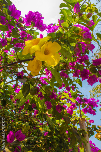 Bugambillia y flor amarilla  photo