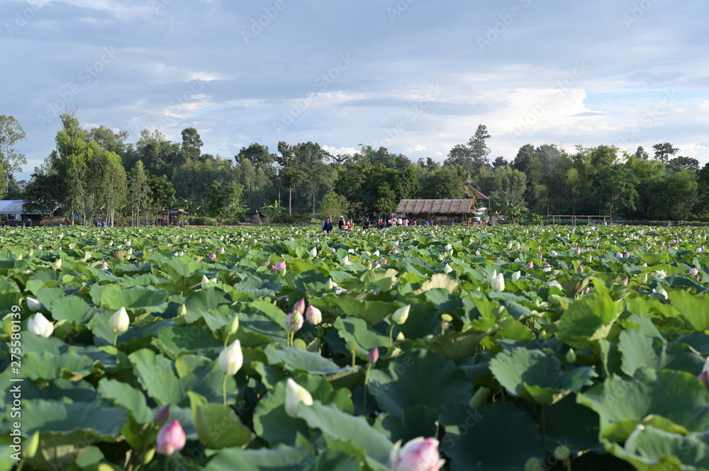 Lotus farm for tourists in Thailand