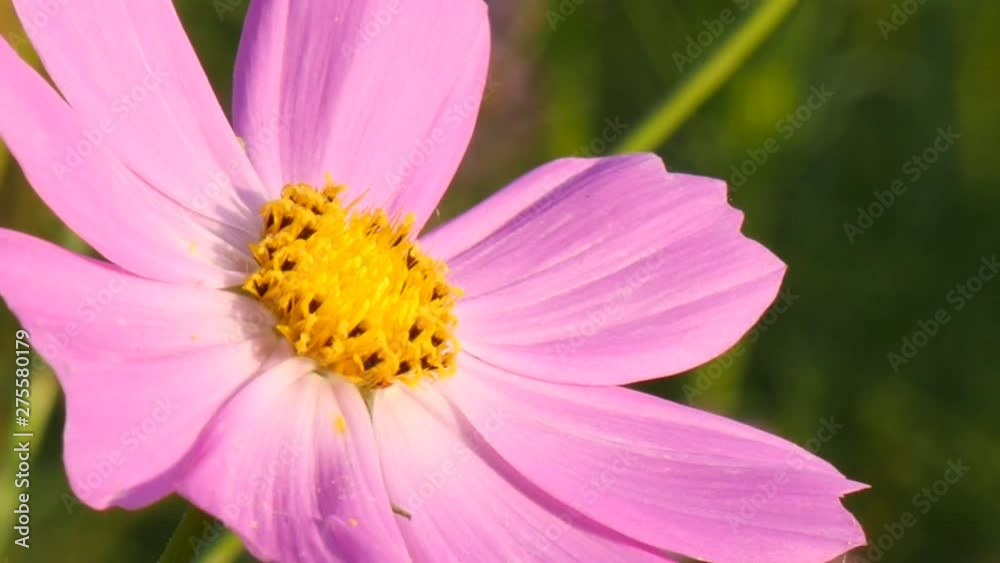 Working honey bee on the pink cosmos flower Working honey bee on the pink cosmos flower
