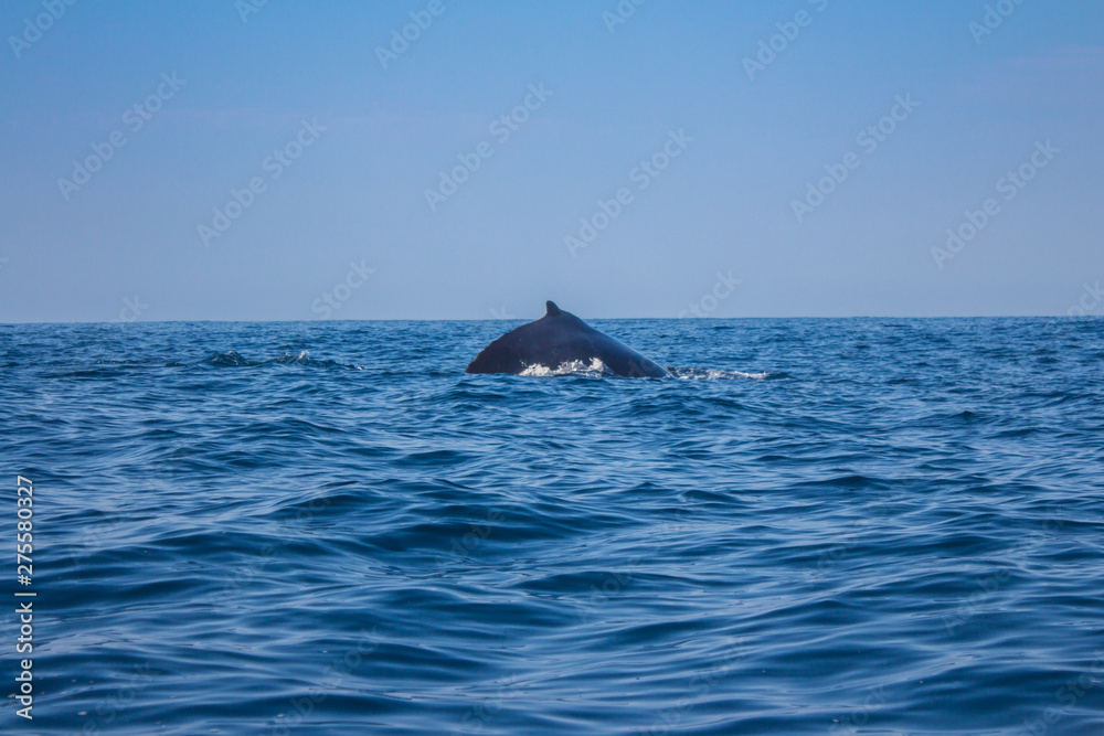 Fototapeta premium Lomo de ballena sobresale en el mar