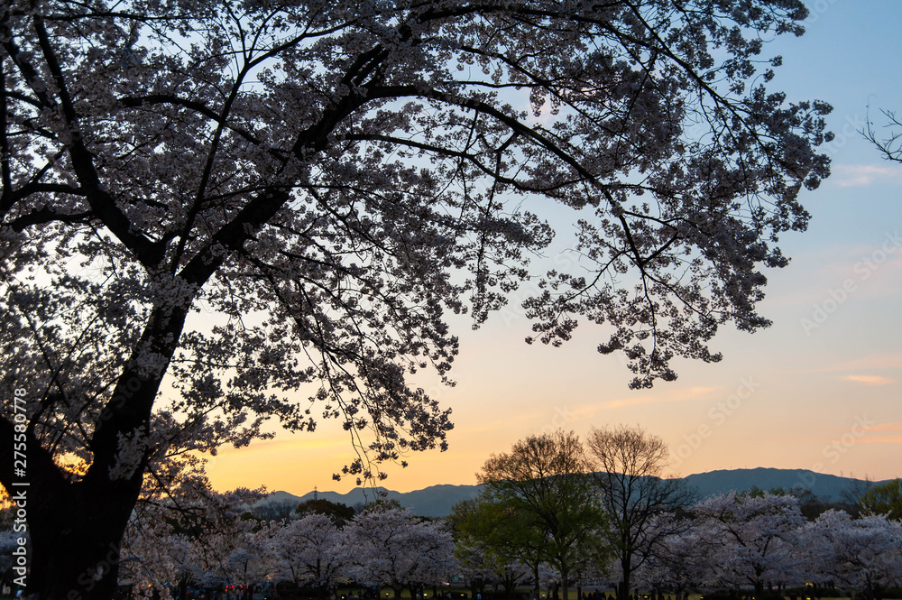 日が暮れてゆく公園で満開の桜 日が暮れてゆく公園で満開の桜