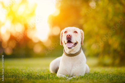 Happy purebred labrador retriever dog outdoors lies on grass park sunset summer day