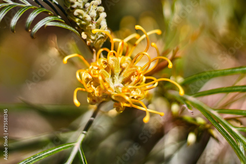 Australian yellow flower in a botanical garden