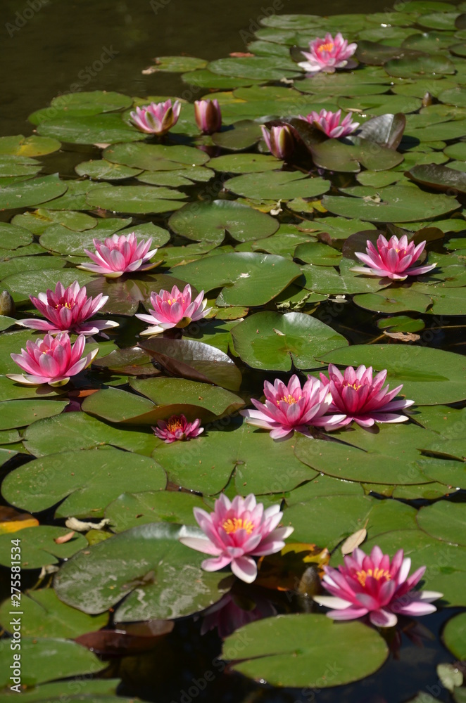 蓮の花の池 蓮の花の池