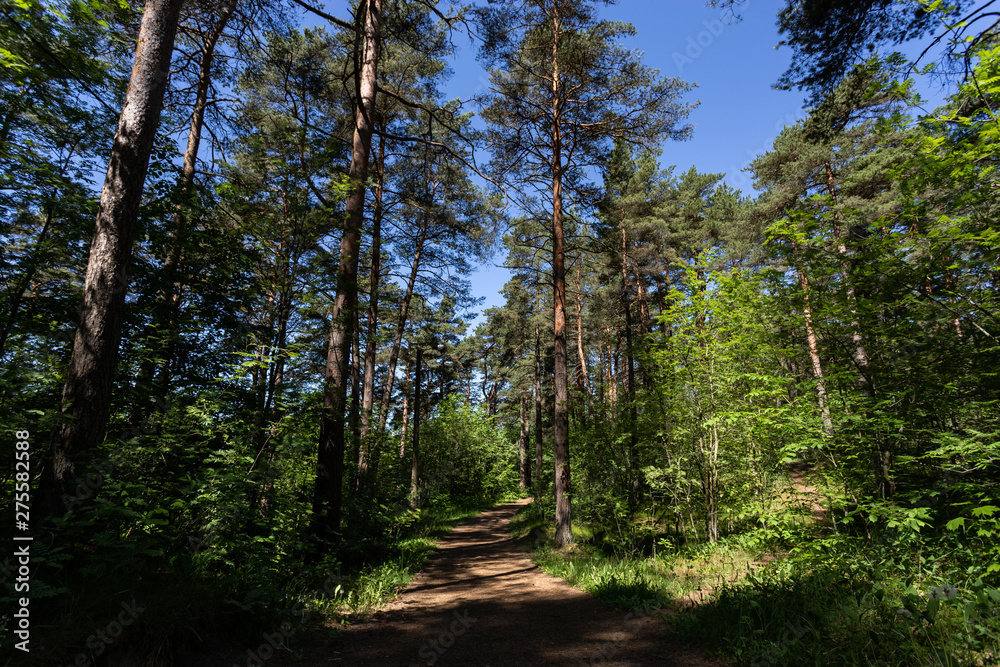 Road in the pine forest