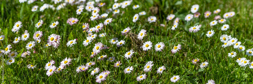Directly above shot of lawn daisies growing among green grass. Directly above shot of lawn daisies growing among green grass.