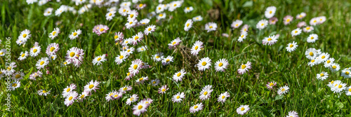 Directly above shot of lawn daisies growing among green grass.