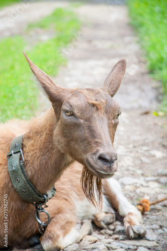 A brown goat is lying on the ground near the green grass. Tied up