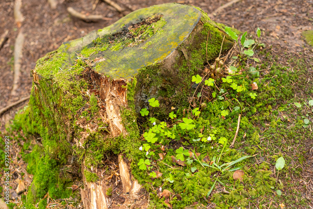 Fototapeta premium Bright colourful green moss on a tree trunk on a wood glade
