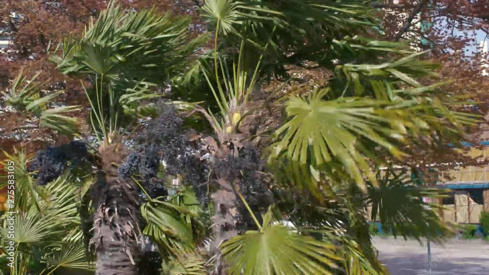Palm trees in the city withstand strong winds. Palm trees in the city withstand strong winds.