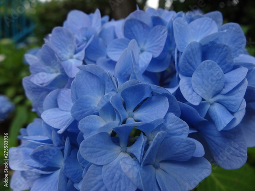 Hydrangea