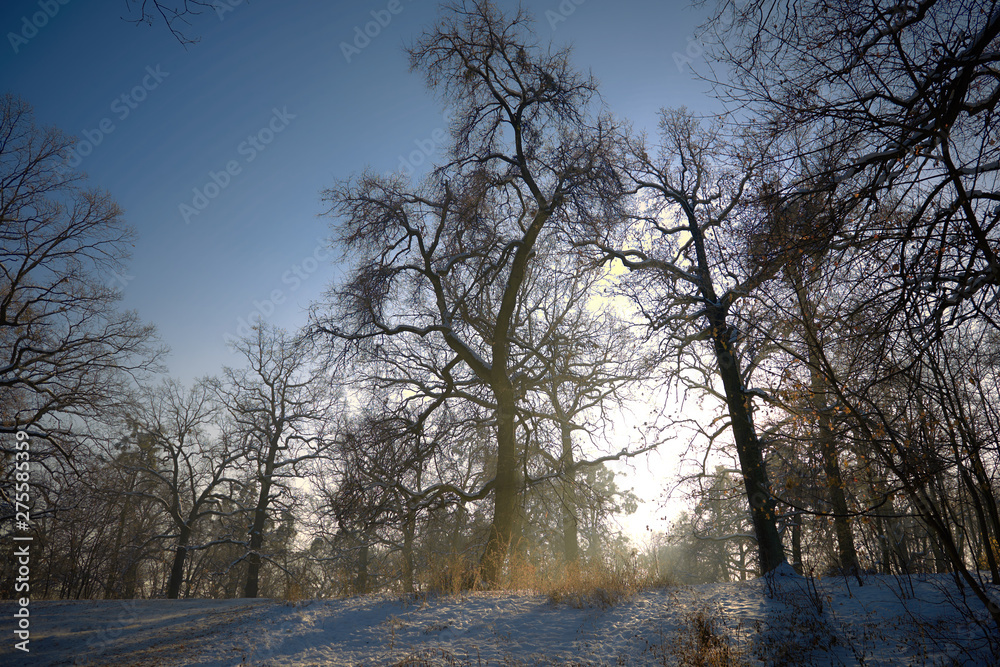 sunny winter forest landscape with trees and snow sunny winter forest landscape with trees and snow