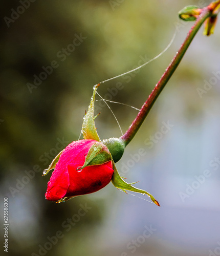 Macro rose with leaf 1