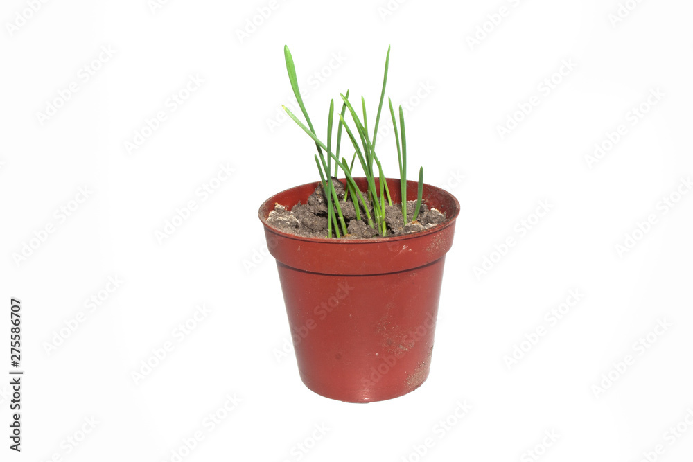 wheat in a pot isolated on white background wheat in a pot isolated on white background