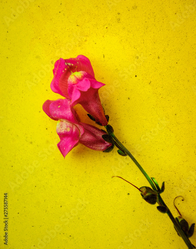 Natural macro flower with leaf