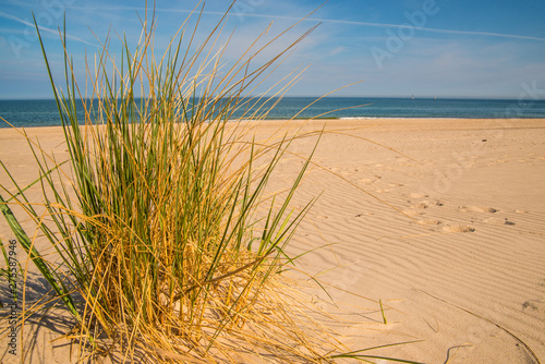 beach grass on a beach of the Baltic sea © hjschneider