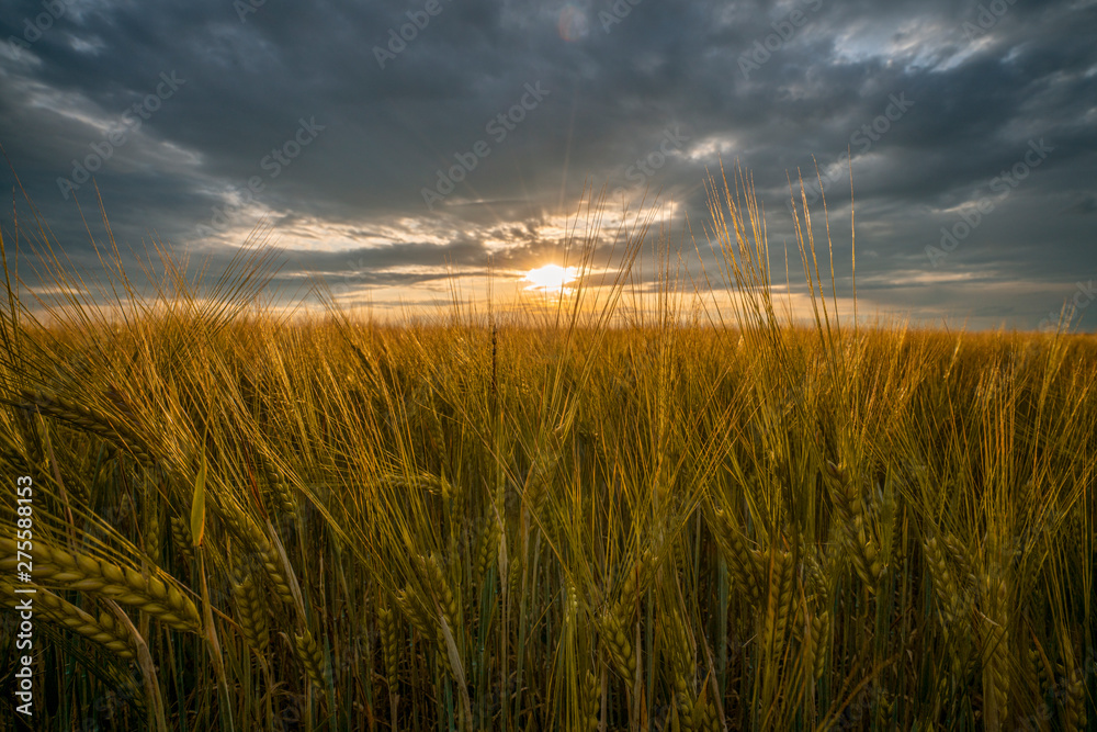 Barley field, Golden ears of barley closeup at sunset