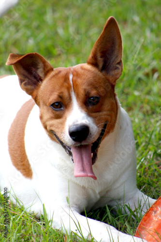 Playful Jack Russell