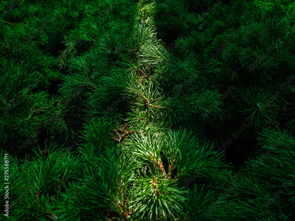 Seedlings of pine in pots in the window of a garden store. A ray of sun falls on the needles of a mountain pine Seedlings of pine in pots in the window of a garden store. A ray of sun falls on the needles of a mountain pine