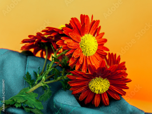 Gerber - many macro flowers, close