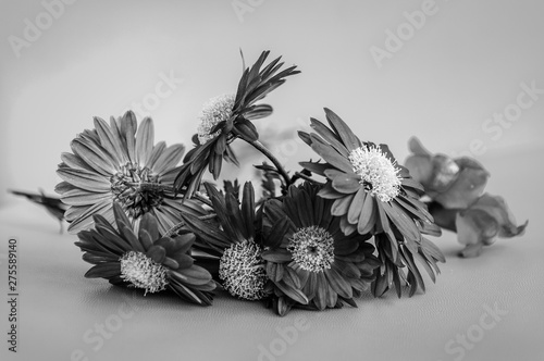 Gerber - many macro flowers, close