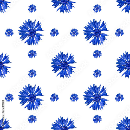 seamless pattern of cornflower flowers on white background