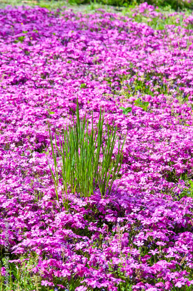 Obraz premium 満開の芝桜の中に咲いている緑の草