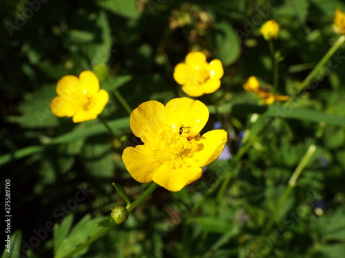 yellow flowers of night blindness in the meadow in summer