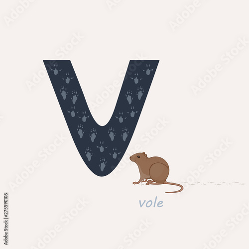 Vector illustration. Blue letter V with vole's footprints, a cartoon vole. Animal alphabet.