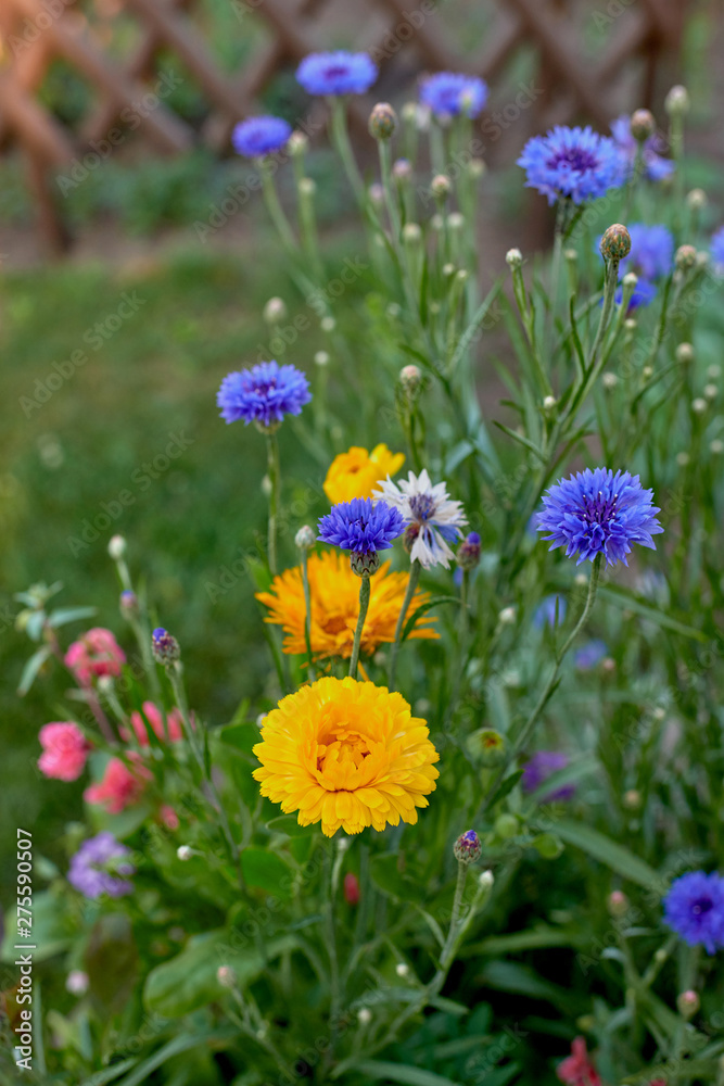 Calendula officinalis Calendula officinalis