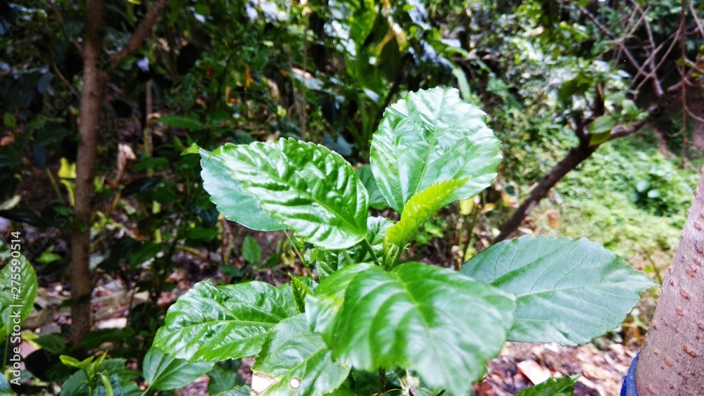 Fototapeta premium Beautiful green leaf