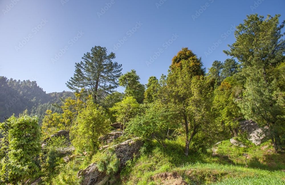 Rocks trees and hiking mountain Rocks trees and hiking mountain
