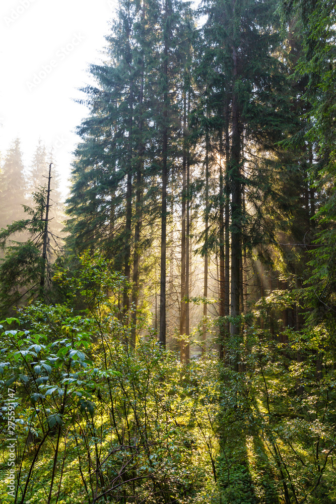 Beautiful early morning light in a fir tree forest, in the mountains Beautiful early morning light in a fir tree forest, in the mountains