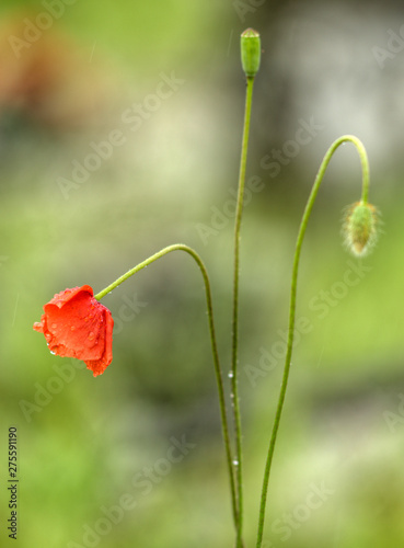 Coquelicot sous la pluie à La Chaze-de-Peyre, France photo