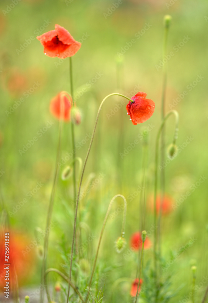 Fototapeta premium Coquelicots sous la pluie à La Chaze-de-Peyre, France