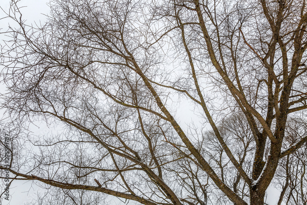 Bare trees in cloudy weather in a winter landscape. Minimalism. Space for text. Bare trees in cloudy weather in a winter landscape. Minimalism. Space for text.