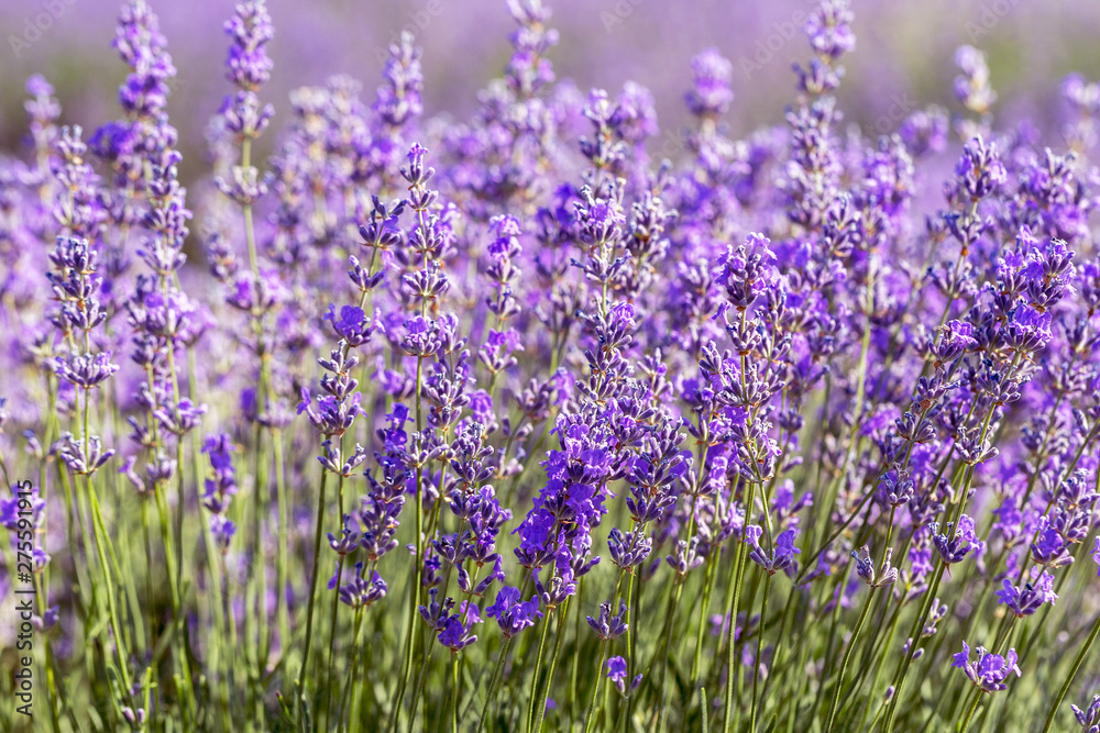Lavender flowers in the sun in soft focus, pastel colors and blur background. Purple field of lavender. Provence with space for text. French lavender in the field, unsharp light effect. Short focus Lavender flowers in the sun in soft focus, pastel colors and blur background. Purple field of lavender. Provence with space for text. French lavender in the field, unsharp light effect. Short focus