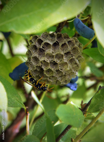 Paper wasps construct nest