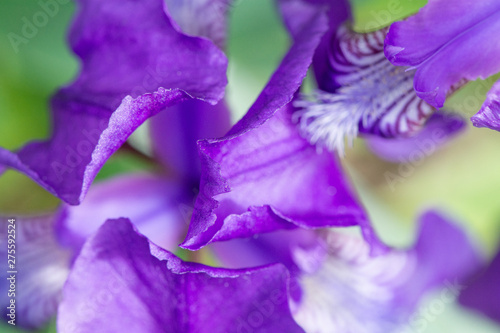 Fototapeta Naklejka Na Ścianę i Meble -  Macro photo of a purple iris flower in sunlight in summer on a green background