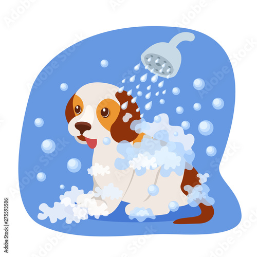 Bathing puppy in shower, with soapy water, health care, appearance.