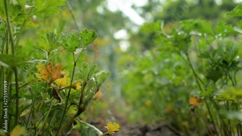 Wallpaper Mural Green parsley in the garden swaying in the wind.Fresh parsley leaves in garden, close up. 4k. 4k video Torontodigital.ca
