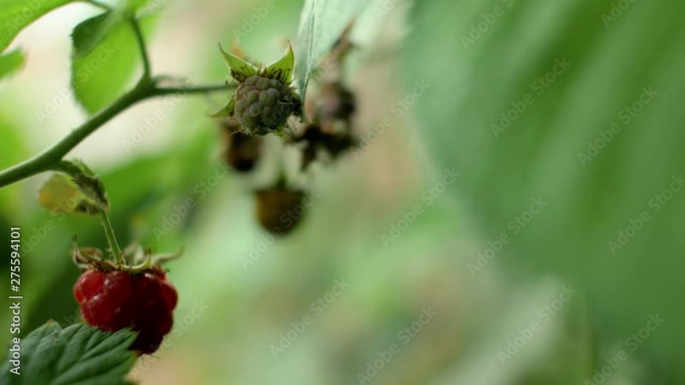 Red ripe raspberries and green unripe berries grow on a bush in the garden. 4k. 4k video Red ripe raspberries and green unripe berries grow on a bush in the garden. 4k. 4k video