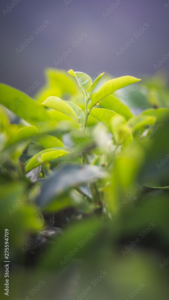Green tea bud and fresh leaves. Close up tea leaves - plantations fields in Nuwara Eliya, Sri Lanka
