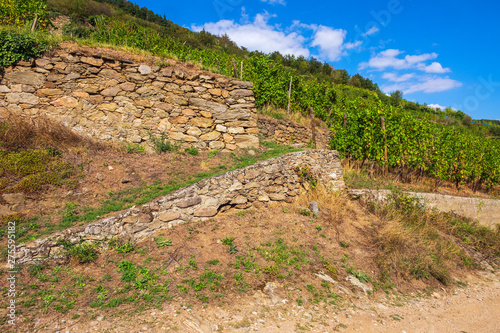 In den Weinbergen von Kaysersberg/Frankreich im Elsass