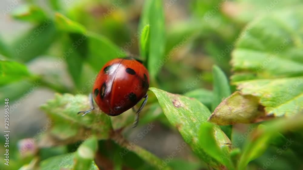 Beautiful ladybug climbing on a green grass in the summertime Beautiful ladybug climbing on a green grass in the summertime