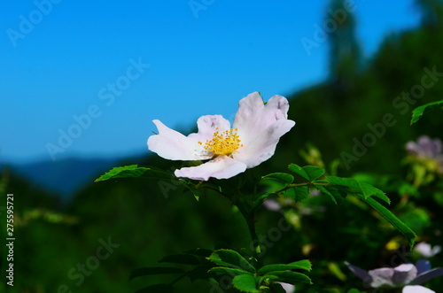 tender pink rosehip flowers on a branch in the forest