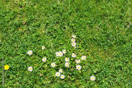 Green juicy field with grass, a pattern of daisies and one single small yellow buttercup. Blooming and blossom on a bright sunny day in summer. photo